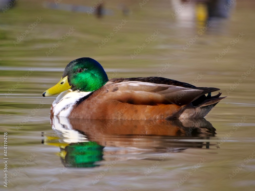 Fototapeta premium The Duclair duck is a dual purpose duck breed named after the town of Duclair in Normandy. It is a type of Rouen duck and is also described as being similar to the Swedish Blue. 