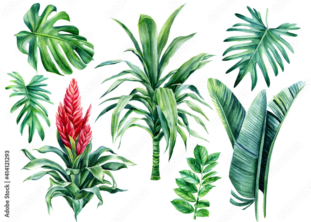 Summer set palm leaves, monstera, dracaena, bromelia flower on isolated white background, watercolor botanical painting