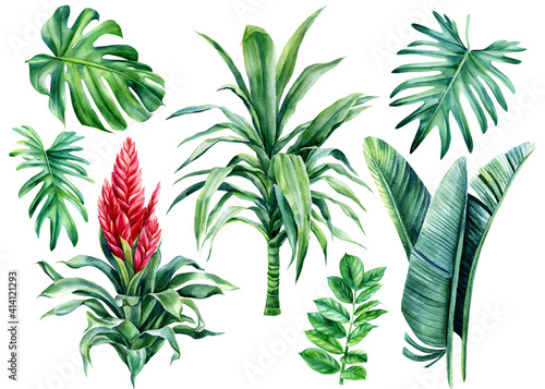 Summer set palm leaves, monstera, dracaena, bromelia flower on isolated white background, watercolor botanical painting photo