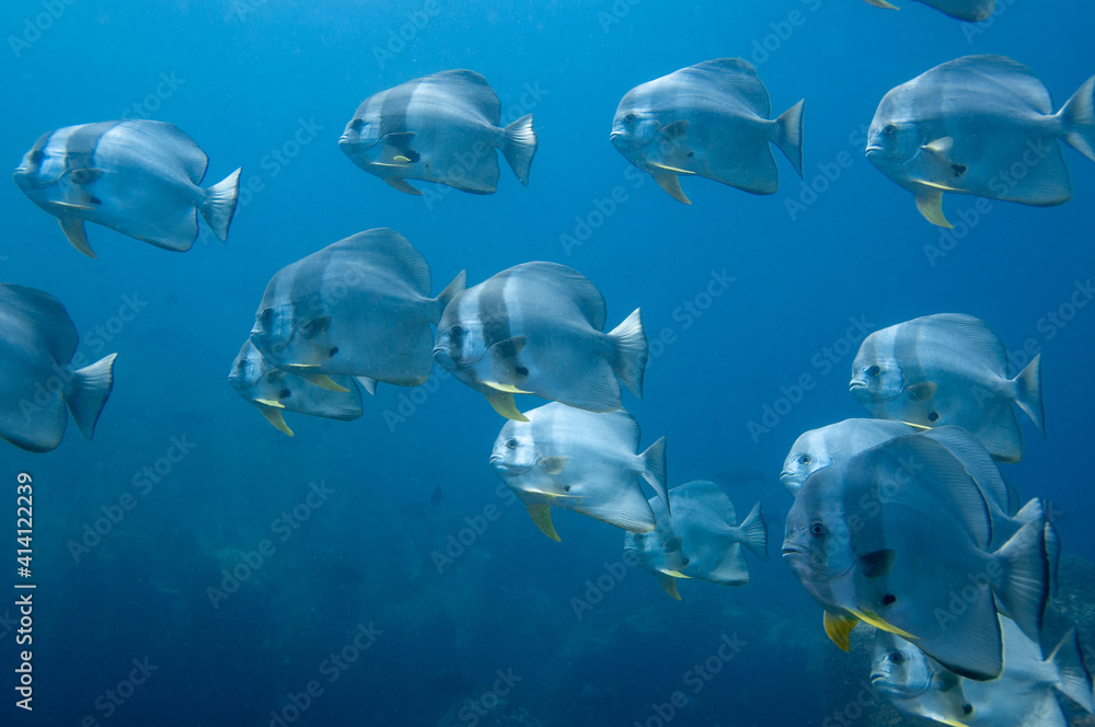 School of tropical silver fish Longfin Batfish (Platax teira) in the blue water