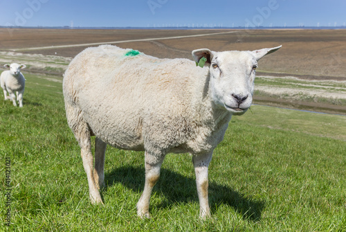 White sheep in the Dollard region of Groningen, Netherlands