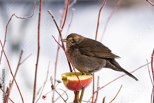 Drossel, Winter, photo