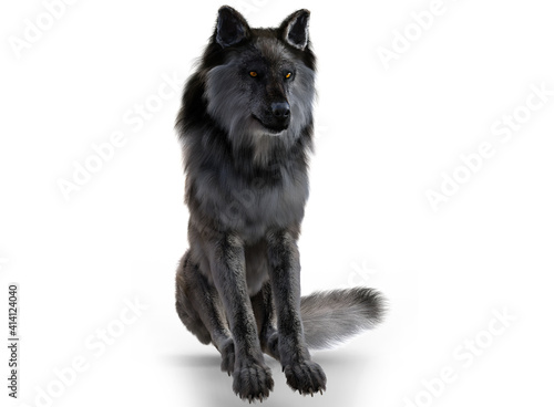 Grey wolf render with white background