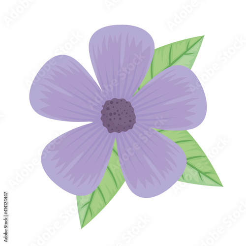 cute purple petals flower and leafs spring icon vector illustration design