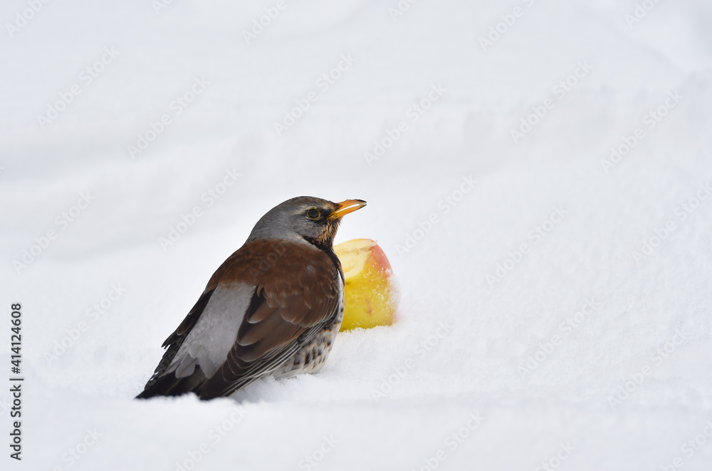 Wacholderdrossel frisst Apfel im Schnee Wacholderdrossel frisst Apfel im Schnee