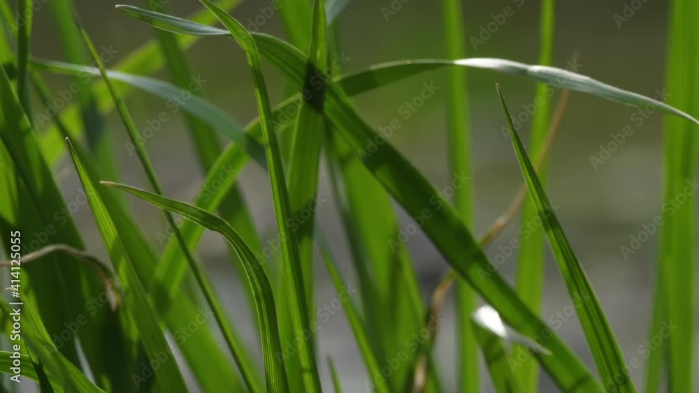 Green grass sways under wind. Nature outdoor. Green grass sways under wind. Nature outdoor.