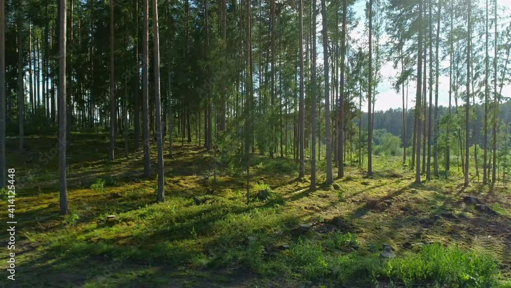 Green forest with long evergreen trees and stems shadows, drone forward motion view, sunny summer day Green forest with long evergreen trees and stems shadows, drone forward motion view, sunny summer day