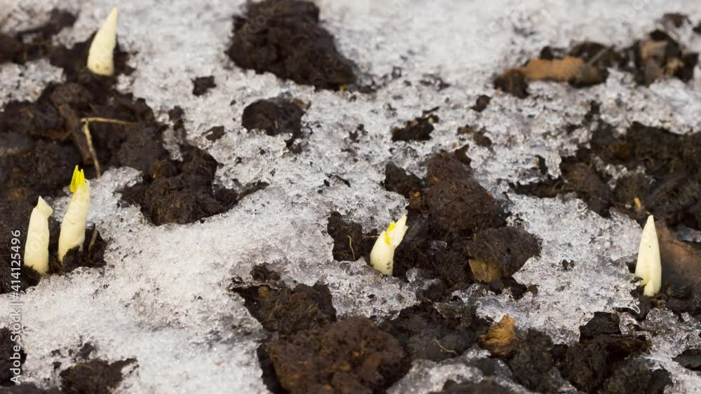 Snow melts on the soil in the garden Snow melts on the soil in the garden