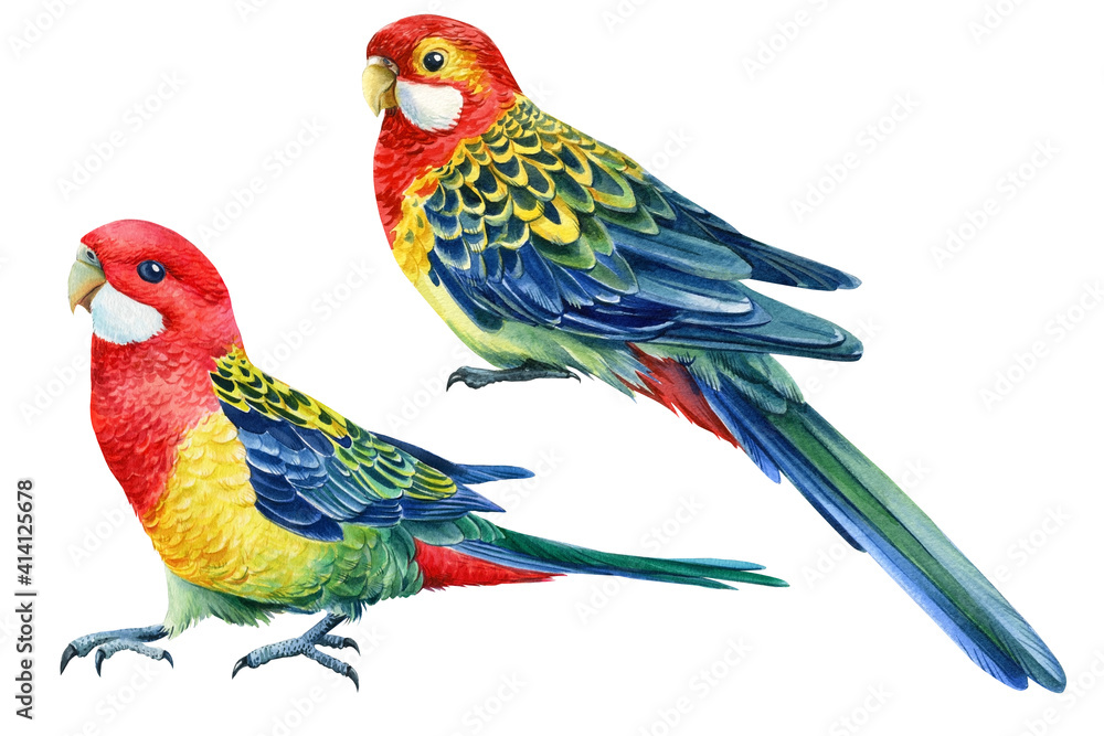 Obraz premium Set with bright birds. Rosella parrots on an isolated white background, watercolor illustration