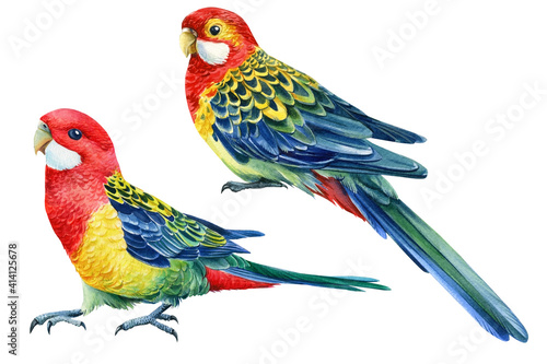 Set with bright birds. Rosella parrots on an isolated white background, watercolor illustration photo