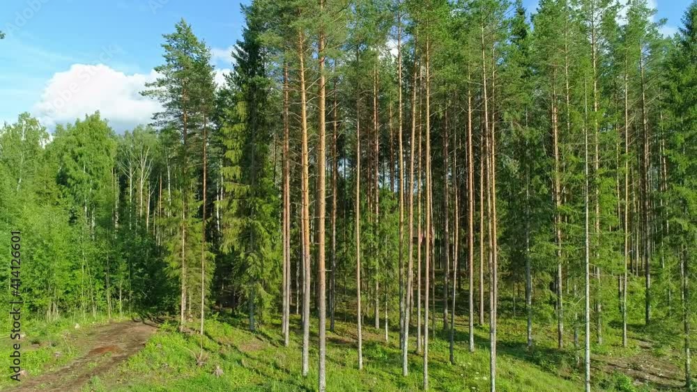 Green forest with long pine trees, blue sky clouds horizon, sunny summer day, drone lateral motion view Green forest with long pine trees, blue sky clouds horizon, sunny summer day, drone lateral motion view