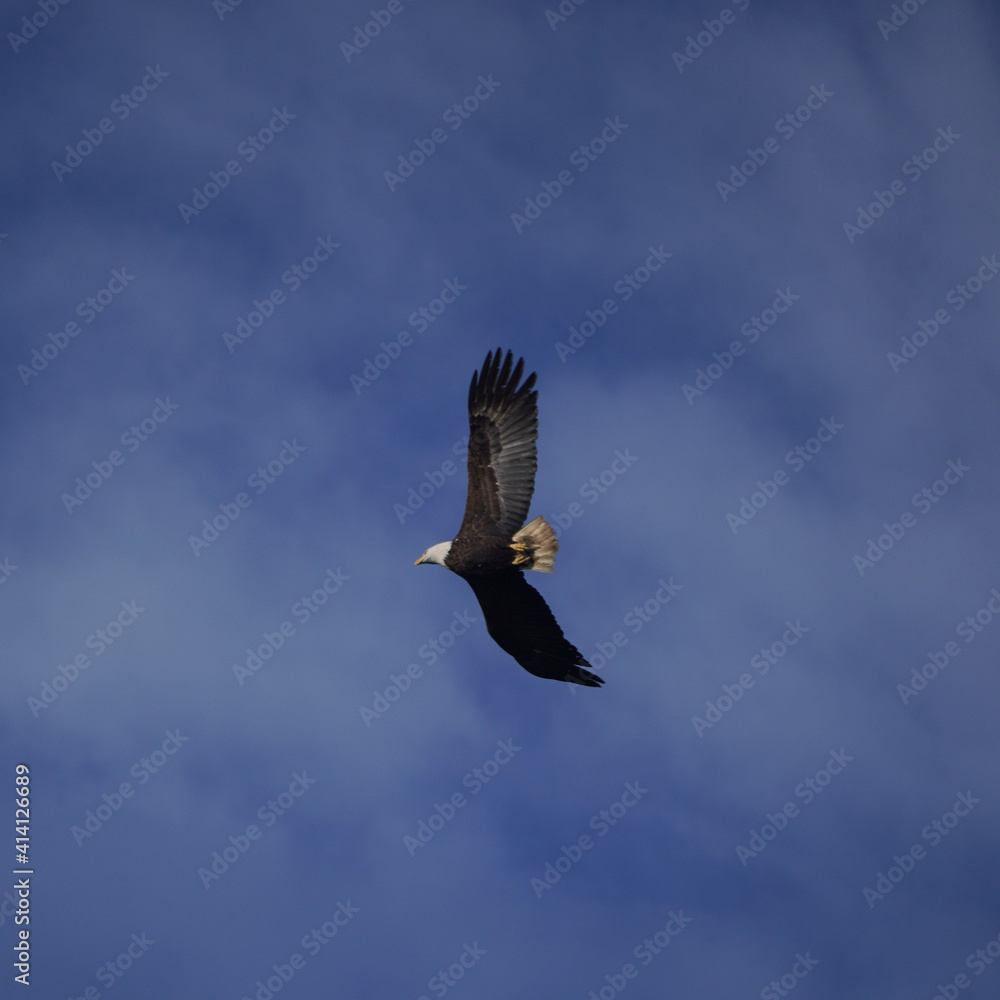 Obraz premium Bald Eagle