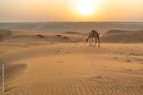 Dromedary camel in the early morning in arabian desert. Rising sun on the horizon. Wahiba sands  Oman.