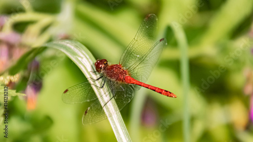 Macro of a beautiful dragonfly sitting on a leaf on a sunny day in summer