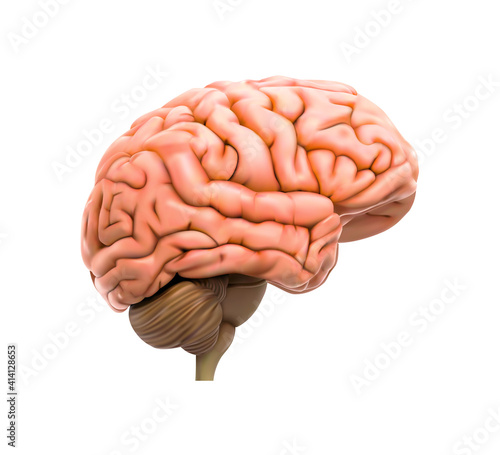 Human brain on a white background. Vector illustration