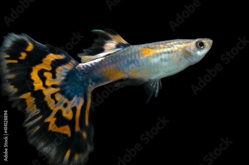fish isolated on black © armifauzi