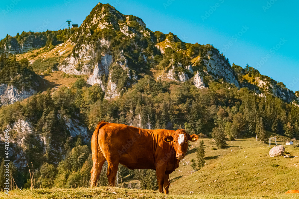 Beautiful alpine summer view with grazing cows at the famous Hochfelln summit, Bergen, Bavaria, Germany
