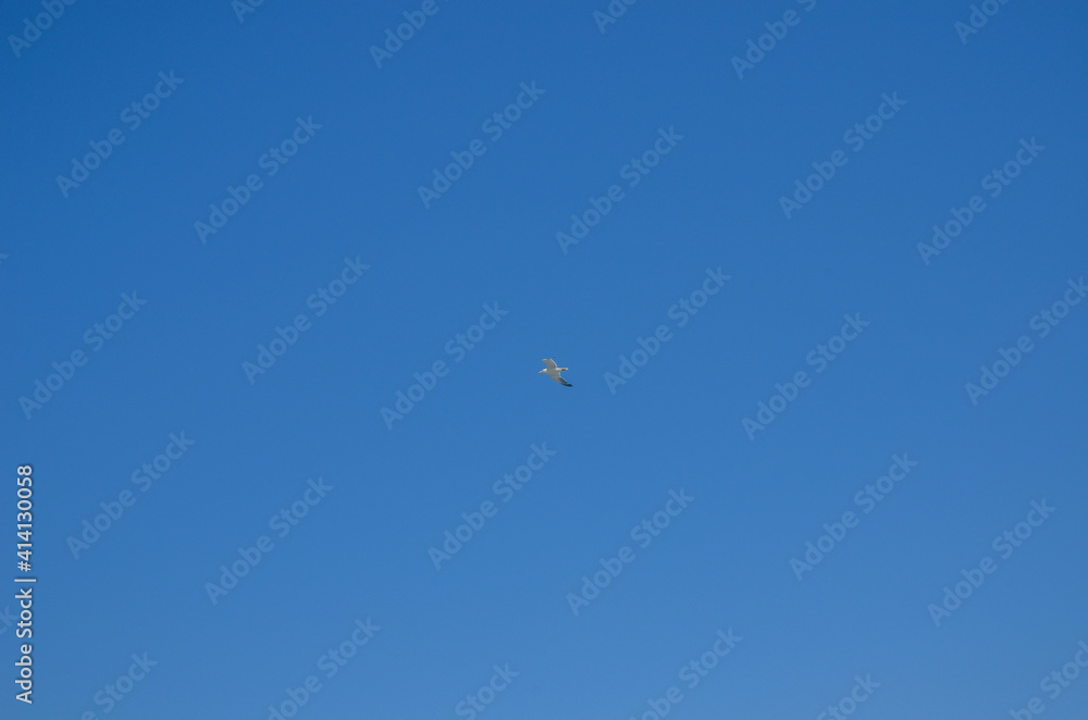 Seagull is flying on the blue sky Seagull is flying on the blue sky