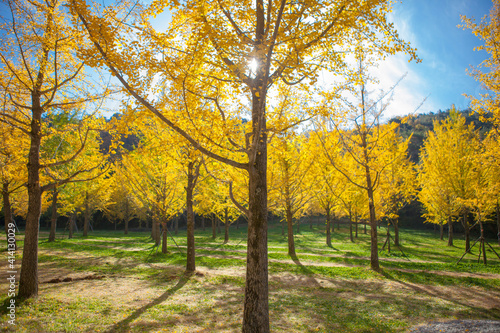 홍천 은행나무 숲