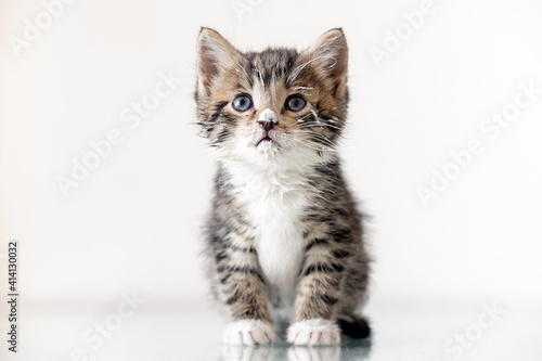 Kitten with white muzzle is stained with food on white background. looking at camera, kitten licks its lips after eating. © Наталия Кузина