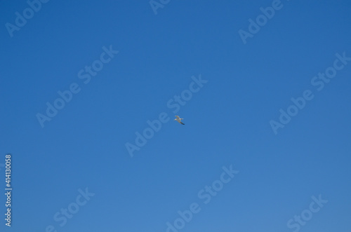 Seagull is flying on the blue sky