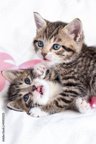 Two little striped playful kittens playing together on bed at home. Healthy adorable domestic pets and cats. Vertical.