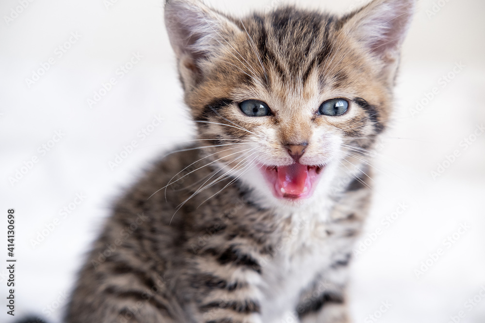 Portrait Meowing kitten with open mouth. Small kitten is afraid, hisses, cat has hair fur on end. Domestic curious funny striped kitty