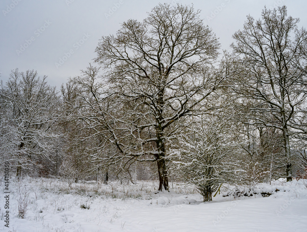 Tree covered in snow a crispy cold winter day. Picture from Scania county, Sweden Tree covered in snow a crispy cold winter day. Picture from Scania county, Sweden