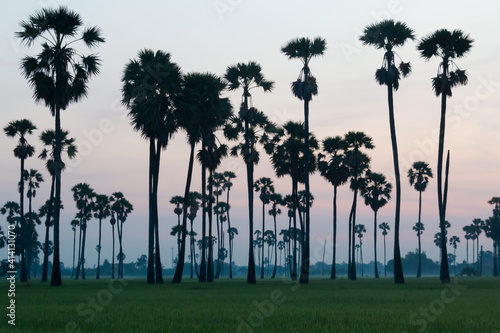 silhouette palm trees in the rice fields in the morning mist.