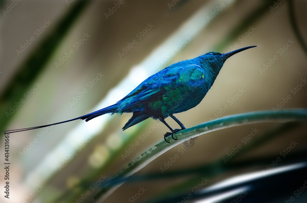 Fototapeta premium blue tailed bee eater