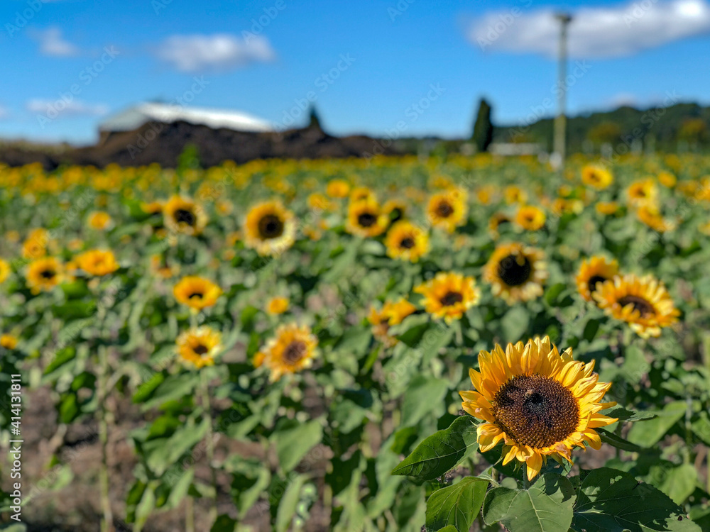 Obraz premium Sunflower Patch