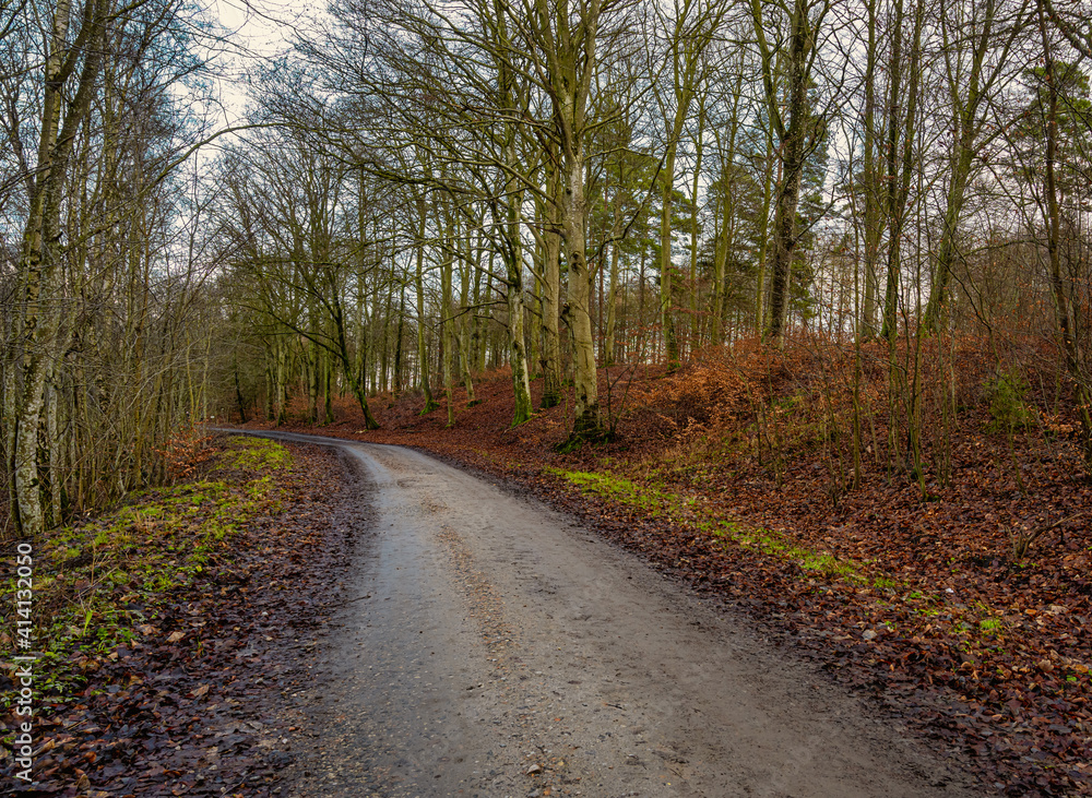A road going through a forest with beautiful red leaves on the ground. Picture from Lund, southern Sweden A road going through a forest with beautiful red leaves on the ground. Picture from Lund, southern Sweden