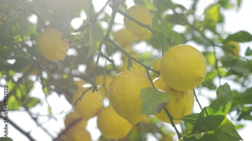 lemon trees with ripe yellow lemons in citrus orchard. beautiful nature background. fruits growing in the Mediterranean. Mediterranean fruit plants and trees, citrus crops.