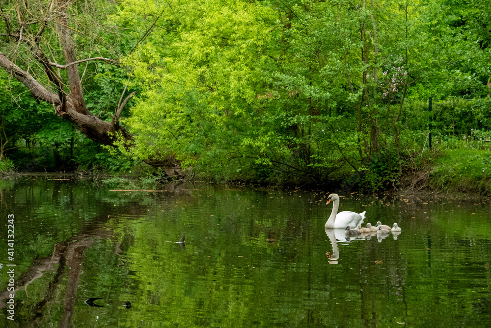 Famille de cygnes sur une rivière Famille de cygnes sur une rivière