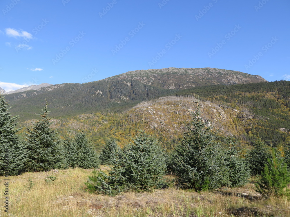 a field in Skagway, Alaska, USA, September