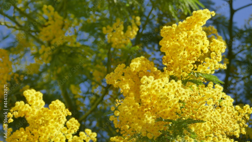 mimosa mimosa