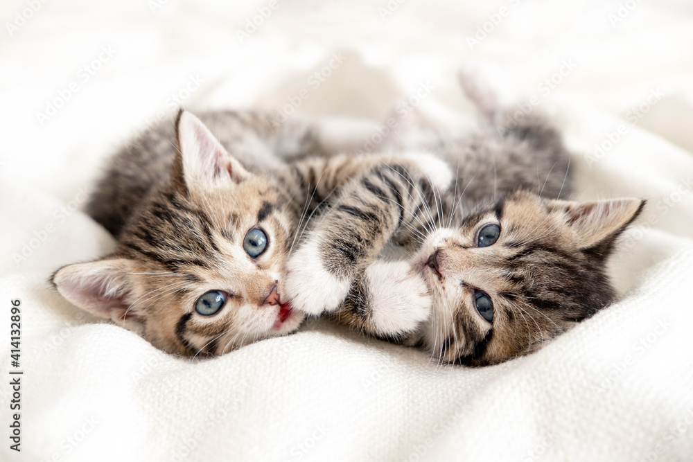 Two little striped playful kittens playing together on bed at home. Looking into the camera. Healthy adorable domestic pets and cats