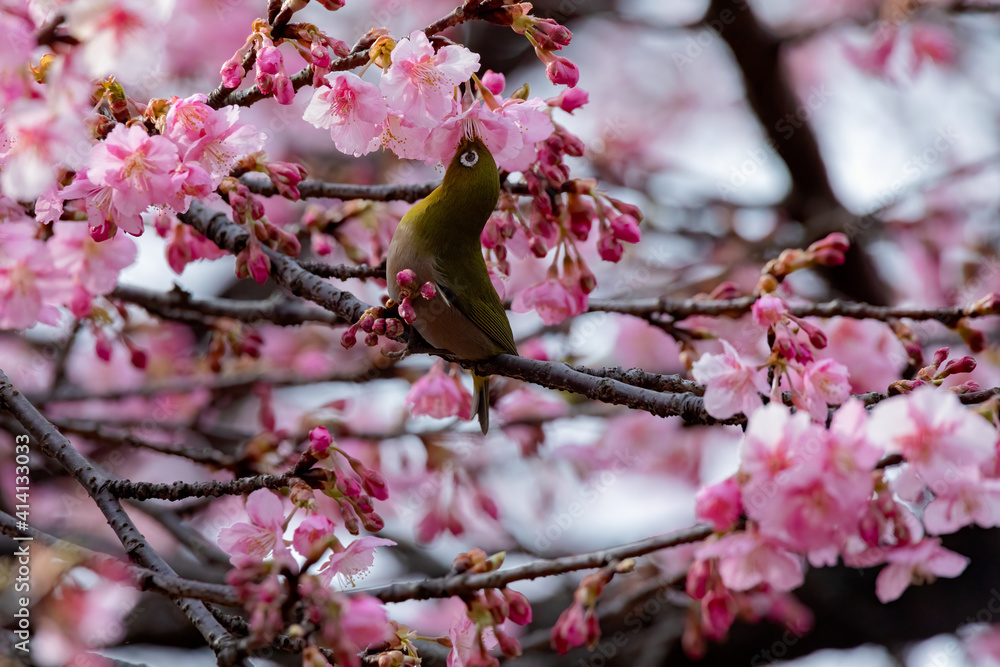 Japanese White-eye With Cherry Blossom(Japanese Name Is Kawazu-zakura) At Shibuya, Tokyo, Japan Japanese White-eye With Cherry Blossom(Japanese Name Is Kawazu-zakura) At Shibuya, Tokyo, Japan