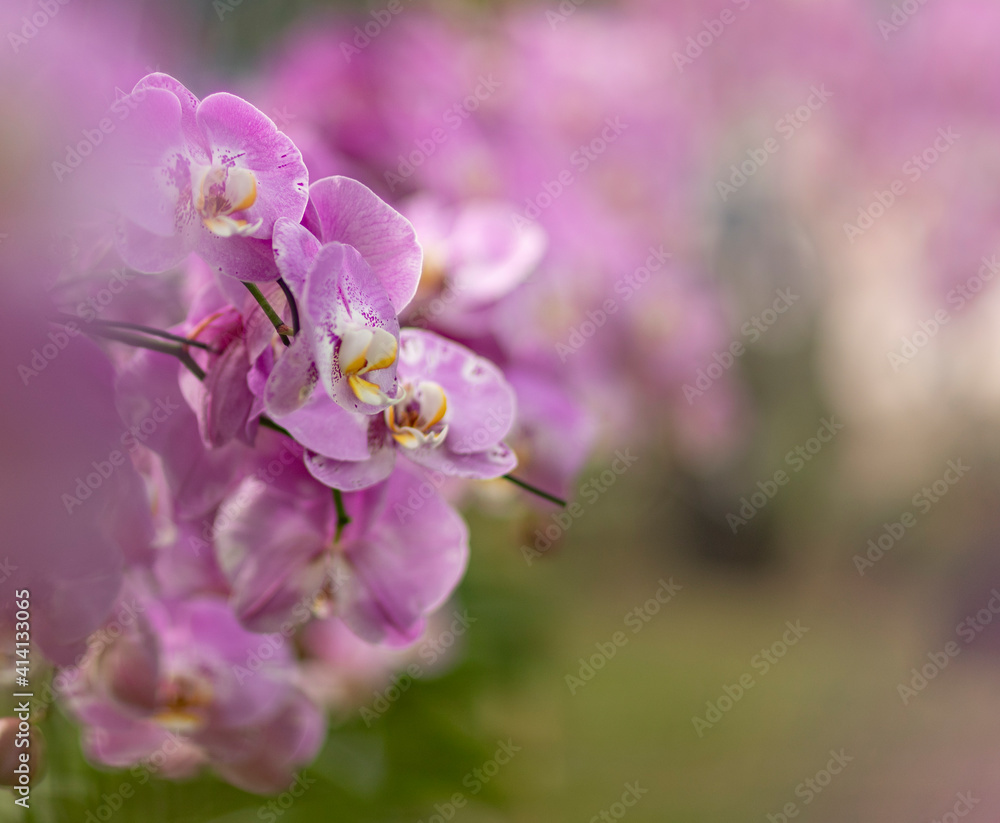 Orchid flowers closeup Orchid flowers closeup