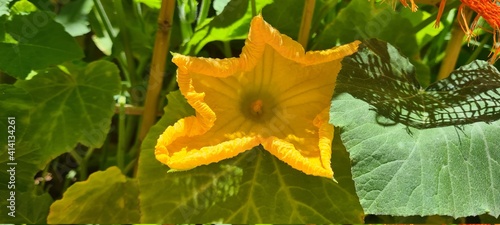 yellow flower