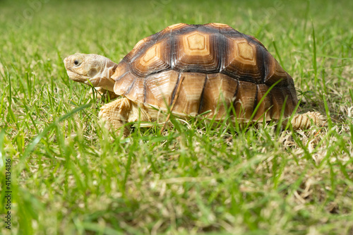 Turtle on grass (Centrochelys sulcata)