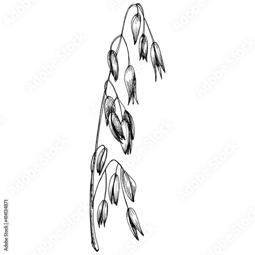 Ears and grain of oat. Monochrome vintage hand drawn hatching illustration