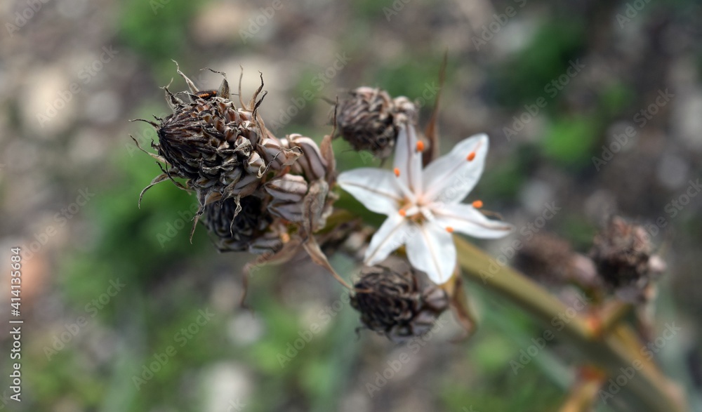 Field flower on a bush.White wild flower on a natural background Field flower on a bush.White wild flower on a natural background