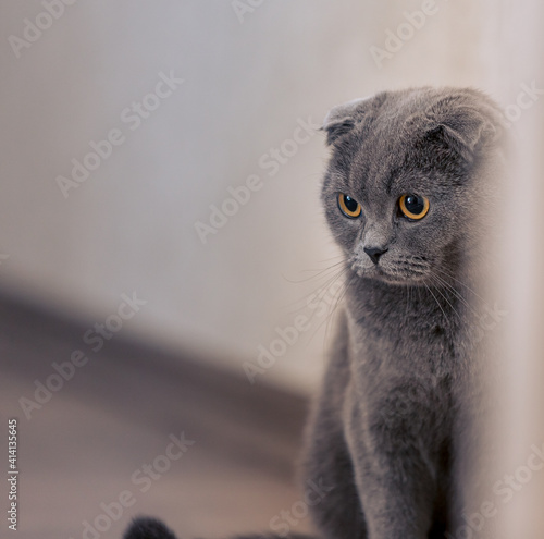 Cute scottishfold cat look to right side
