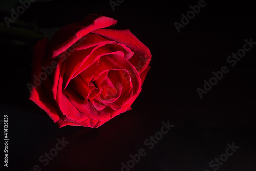 roses red  on the dark background