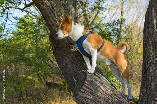 Fearless basenji dog standing on an apricot tree branch and watching around at fall season