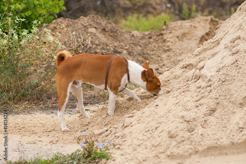 Basenji dog examining pile of sand for small rodents hiding inside