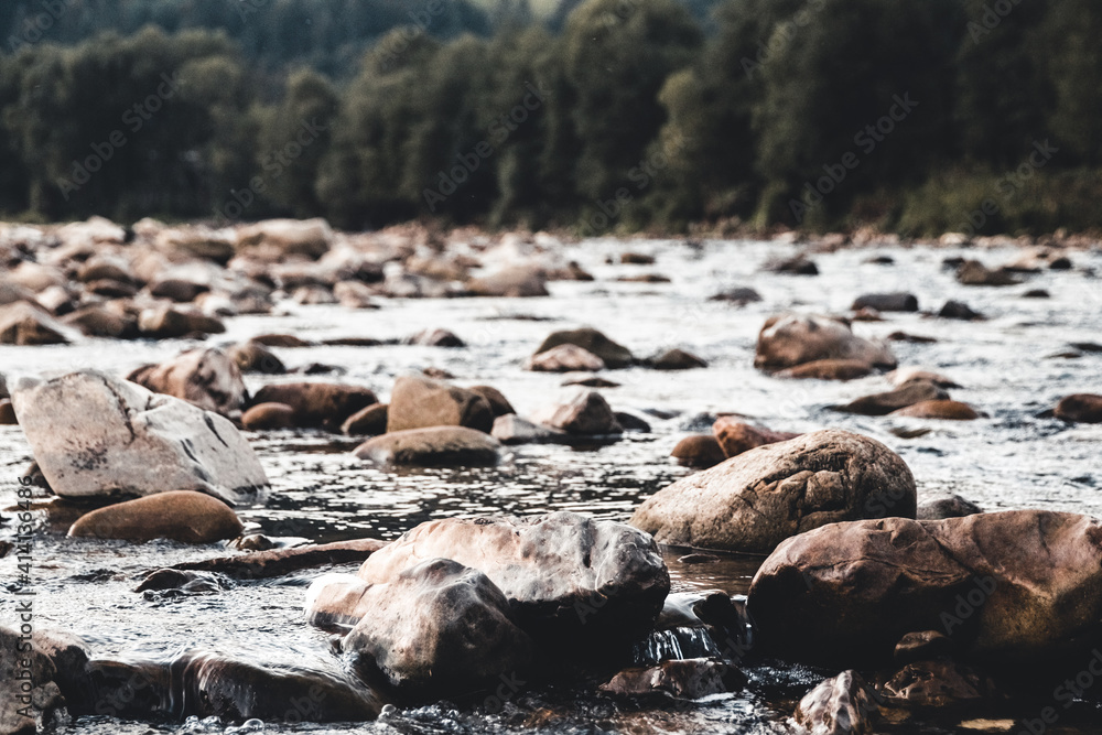 Fototapeta premium Wild mountain river flowing through the fir forest
