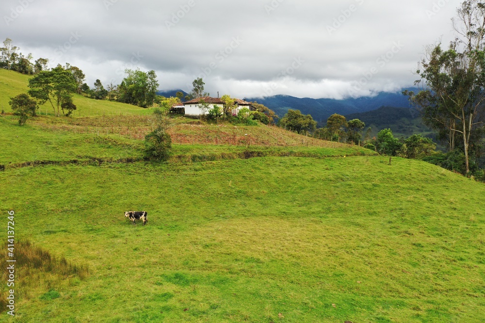 Obraz premium Colombia landscape with cows