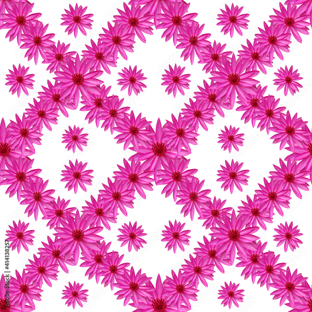Seamless pattern, Many pink lotus flowers, They are arranged in a row on a white background.